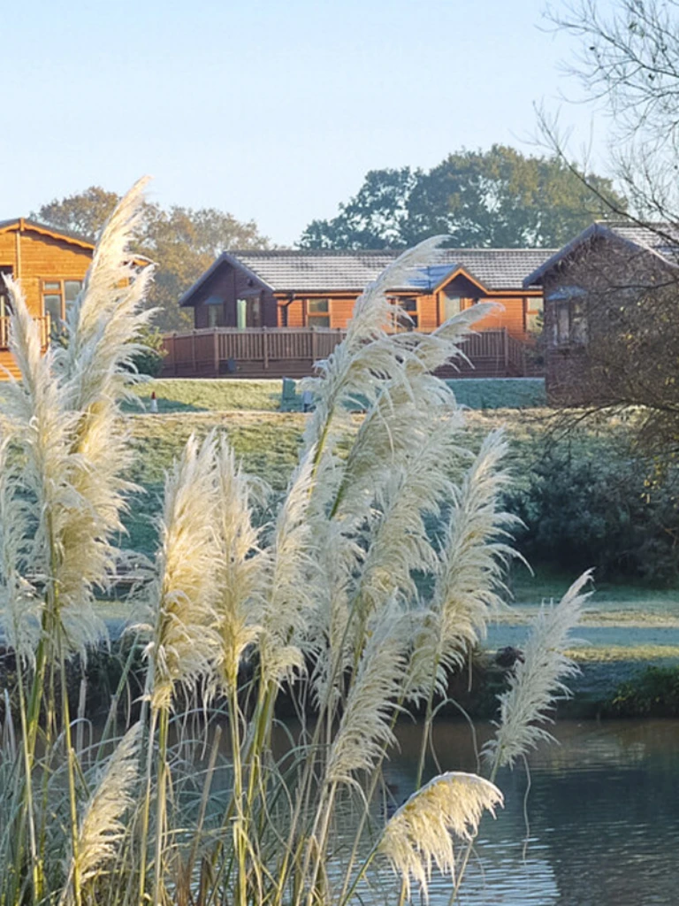 Frosty trees and tall white grass near a river, with modern houses on a hill in the background on a clear, sunny morning.